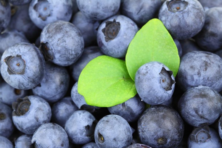 Blueberries with fresh green leaves.
