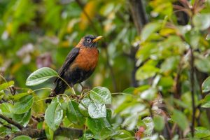 American robin perched on wet leafy branch.