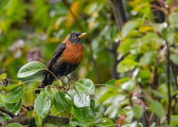 American robin perched on wet leafy branch.