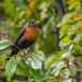 American robin perched on wet leafy branch.