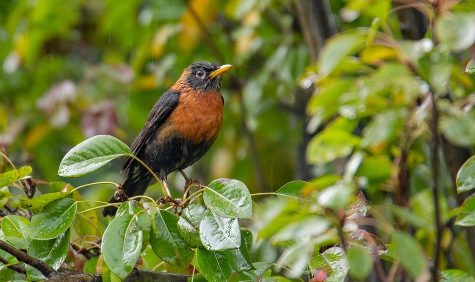 American robin perched on wet leafy branch.