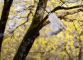 White dove flying through a tree in springtime.
