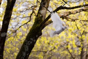 White dove flying through a tree in springtime.