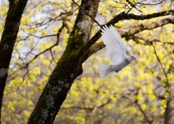 White dove flying through a tree in springtime.