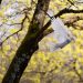 White dove flying through a tree in springtime.