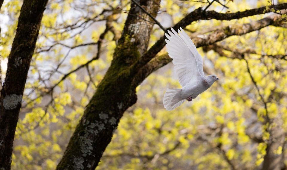 White dove flying through a tree in springtime.