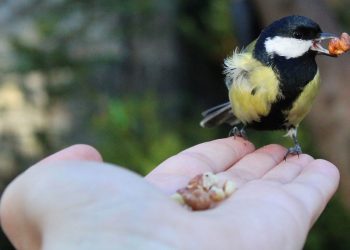 Bird eating from a hand in garden, fostering connection with nature.