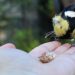 Bird eating from a hand in garden, fostering connection with nature.