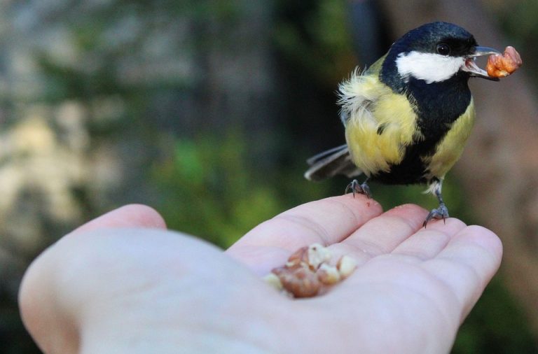 Bird eating from a hand in garden, fostering connection with nature.