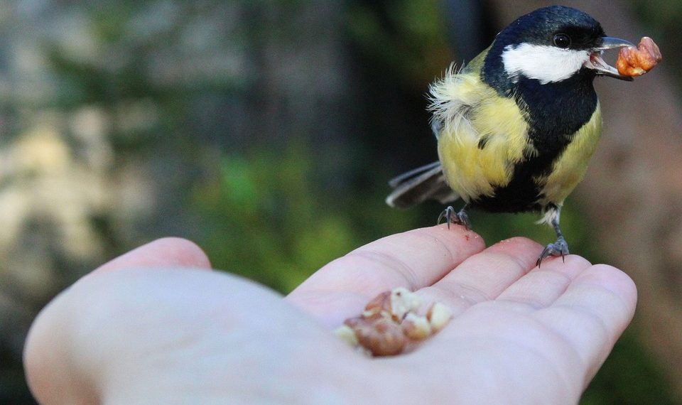 Bird eating from a hand in garden, fostering connection with nature.
