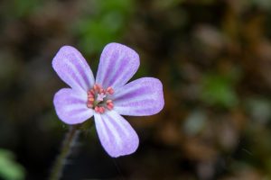 Purple wildflower with delicate petals in focus.
