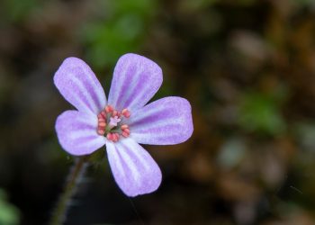 Purple wildflower with delicate petals in focus.