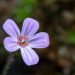 Purple wildflower with delicate petals in focus.