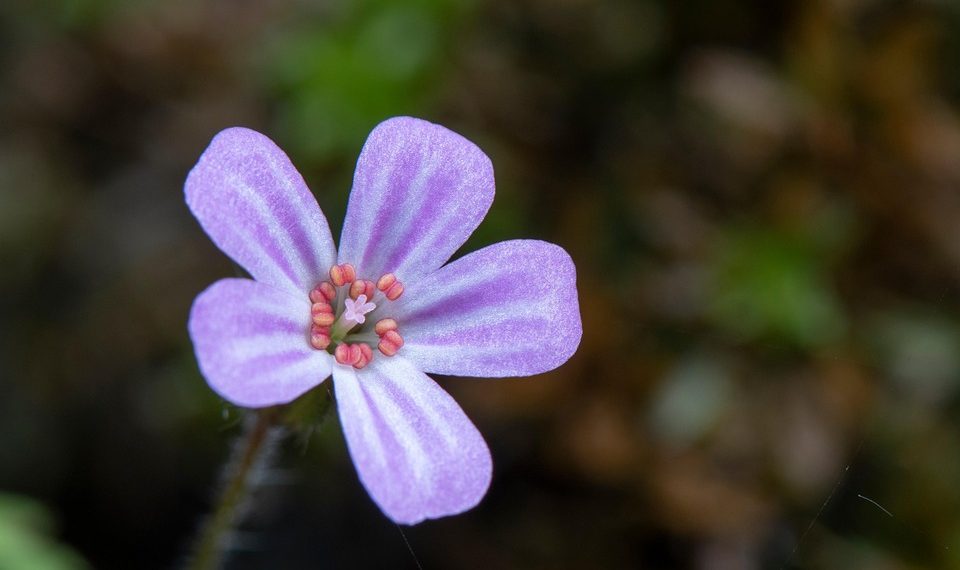 Purple wildflower with delicate petals in focus.