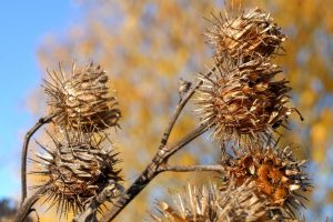 Dried thistle stems with spiky seed heads in autumn sunlight.