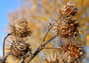 Dried thistle stems with spiky seed heads in autumn sunlight.