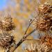 Dried thistle stems with spiky seed heads in autumn sunlight.