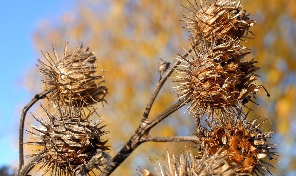 Dried thistle stems with spiky seed heads in autumn sunlight.