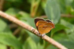 Butterfly resting on a branch amidst green leaves.