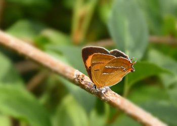 Butterfly resting on a branch amidst green leaves.