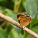 Butterfly resting on a branch amidst green leaves.