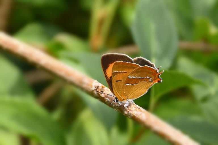 Butterfly resting on a branch amidst green leaves.