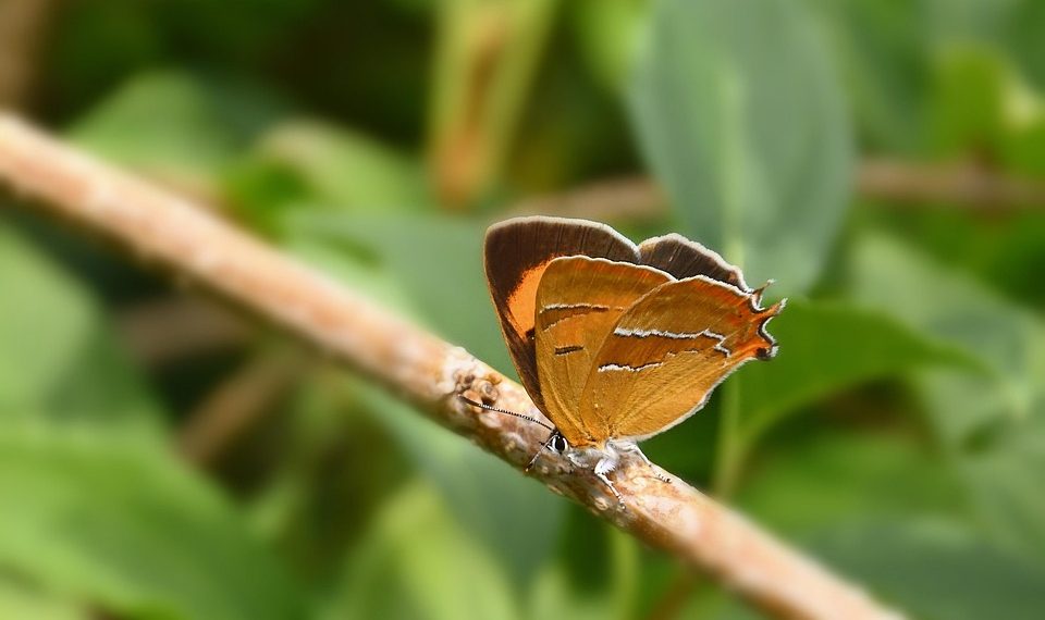 Butterfly resting on a branch amidst green leaves.