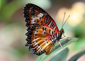 Colorful butterfly resting on a leaf, showcasing vibrant wings.