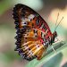 Colorful butterfly resting on a leaf, showcasing vibrant wings.