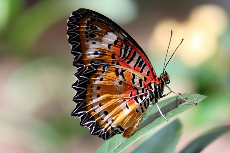 Colorful butterfly resting on a leaf, showcasing vibrant wings.