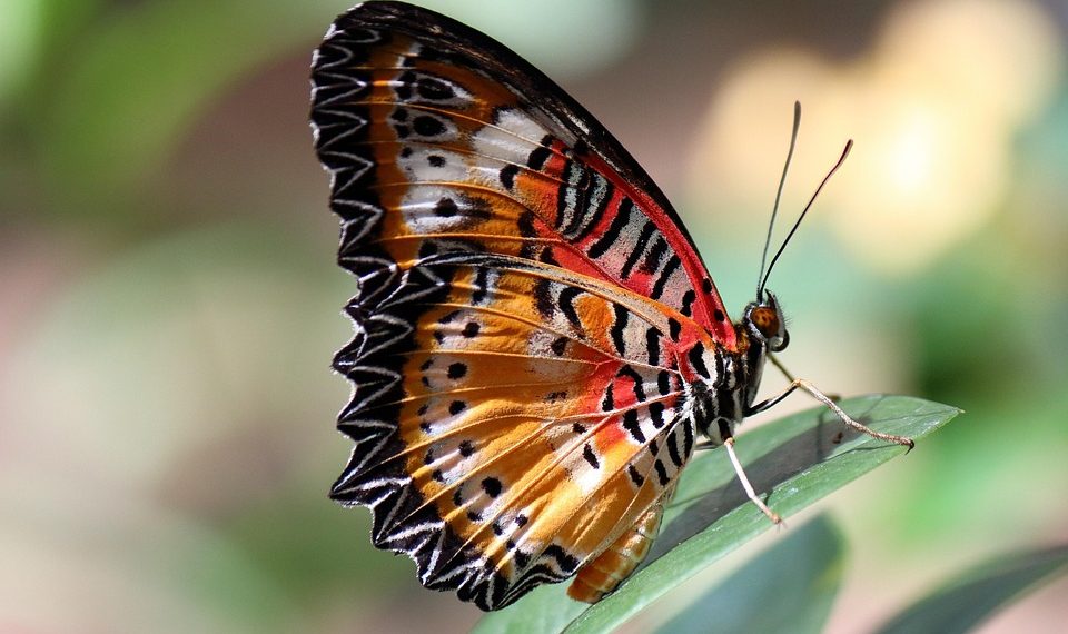 Colorful butterfly resting on a leaf, showcasing vibrant wings.