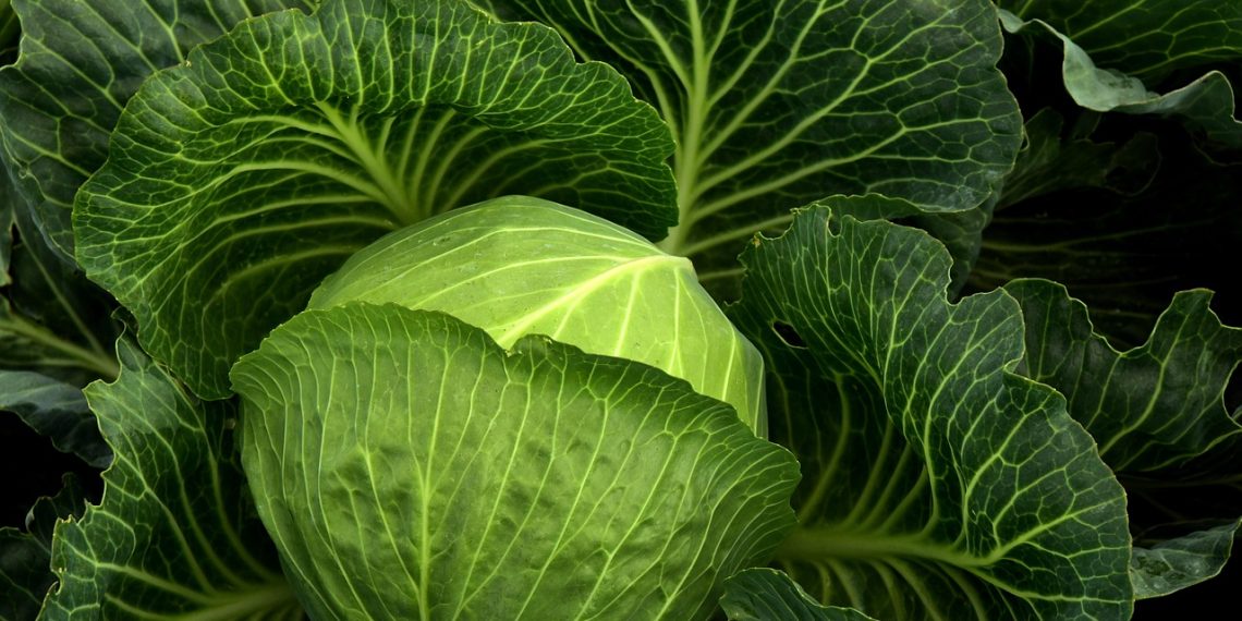 Lush green cabbage head surrounded by large leaves.