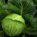 Lush green cabbage head surrounded by large leaves.