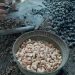 Unshelled cashews being processed manually on a flat surface.