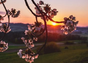 Cherry blossoms against a vibrant sunset on the horizon.
