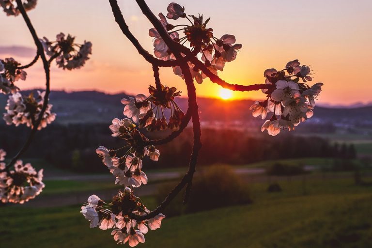 Cherry blossoms against a vibrant sunset on the horizon.