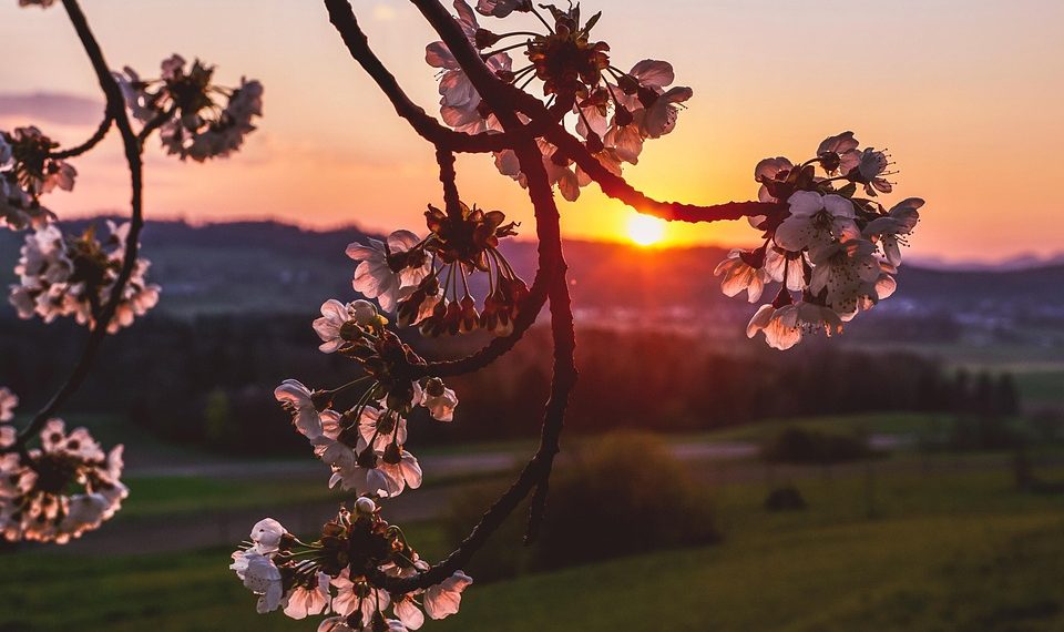 Cherry blossoms against a vibrant sunset on the horizon.