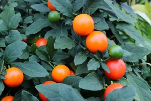 Orange solanum fruits and green leaves on a plant.