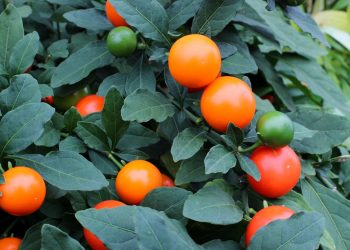 Orange solanum fruits and green leaves on a plant.