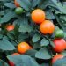 Orange solanum fruits and green leaves on a plant.