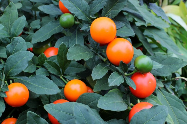 Orange solanum fruits and green leaves on a plant.