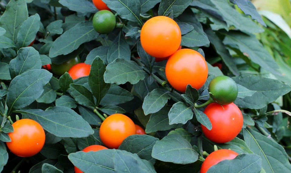 Orange solanum fruits and green leaves on a plant.