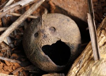 Rotting round fruit resembling a face in a forest floor.