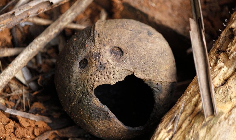 Rotting round fruit resembling a face in a forest floor.