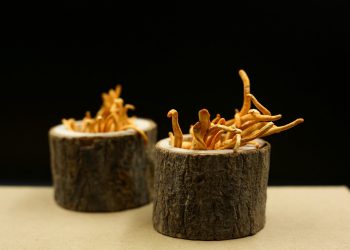 Two wooden containers with cordyceps mushrooms.