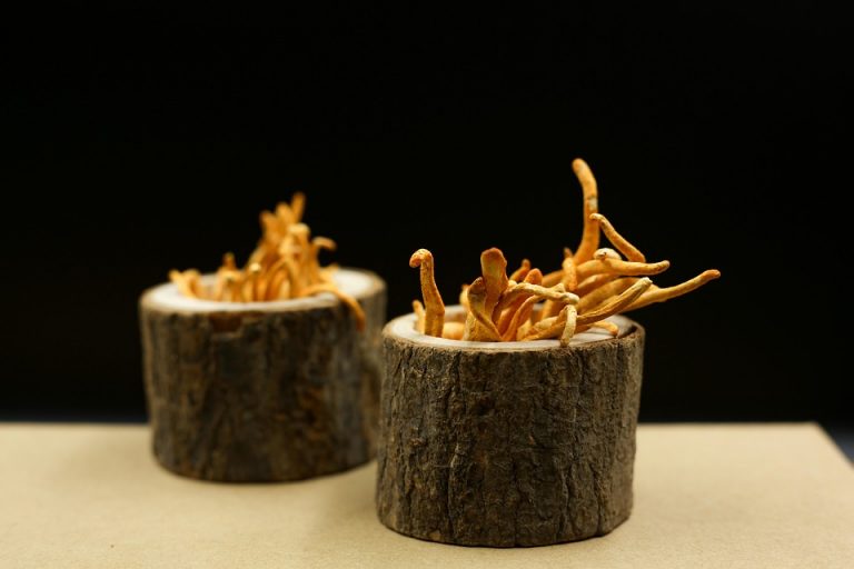 Two wooden containers with cordyceps mushrooms.