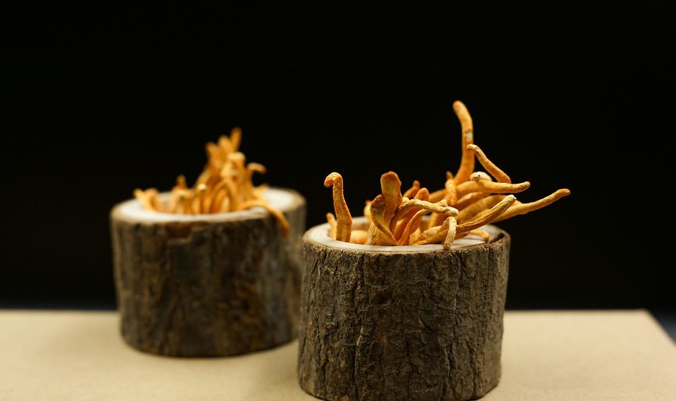 Two wooden containers with cordyceps mushrooms.