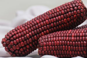 Red corn cobs displayed closely with detailed kernels.