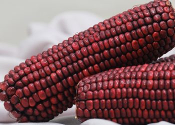 Red corn cobs displayed closely with detailed kernels.