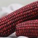 Red corn cobs displayed closely with detailed kernels.